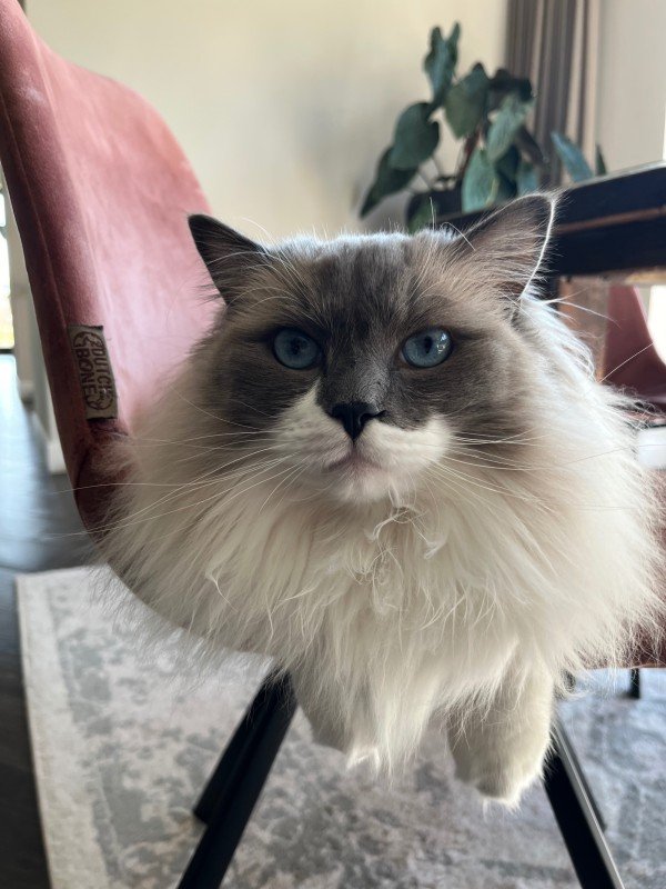 Milo