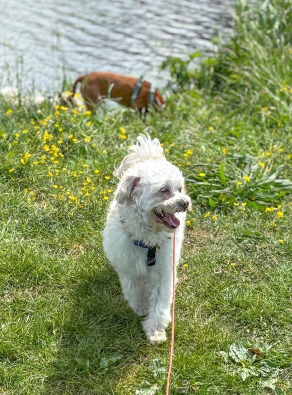 Benji