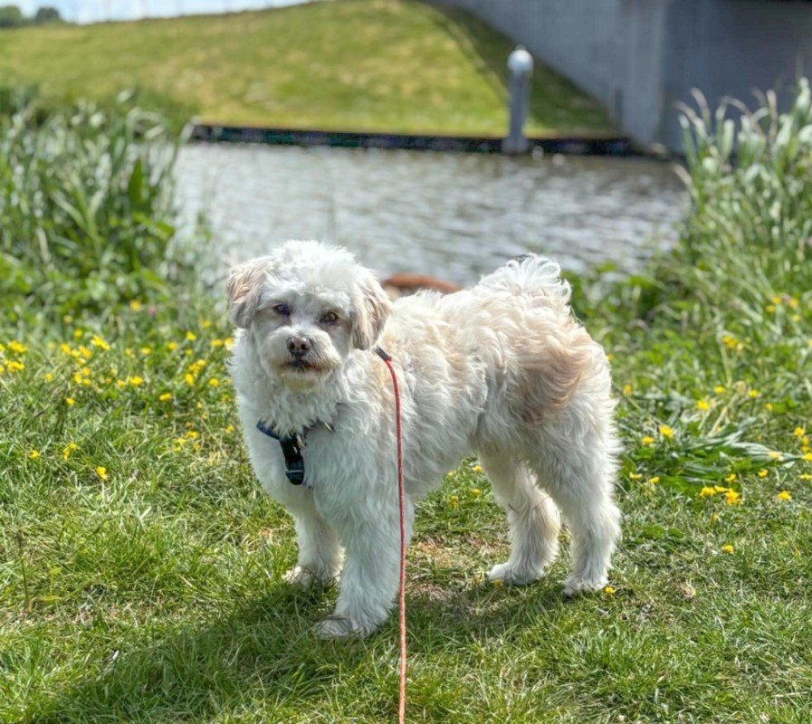 Benji