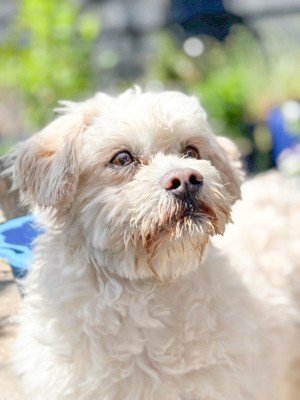 Benji