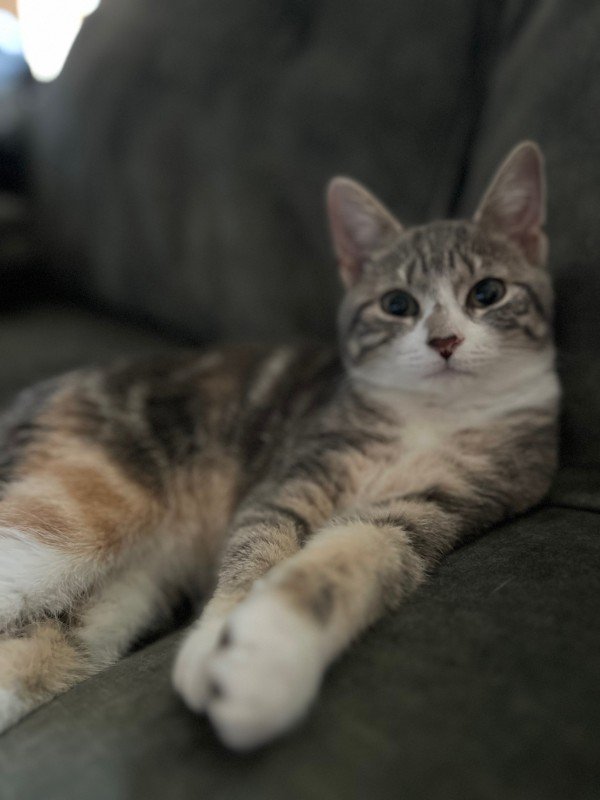 Bella