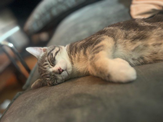 Bella