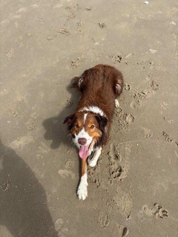 Lowie