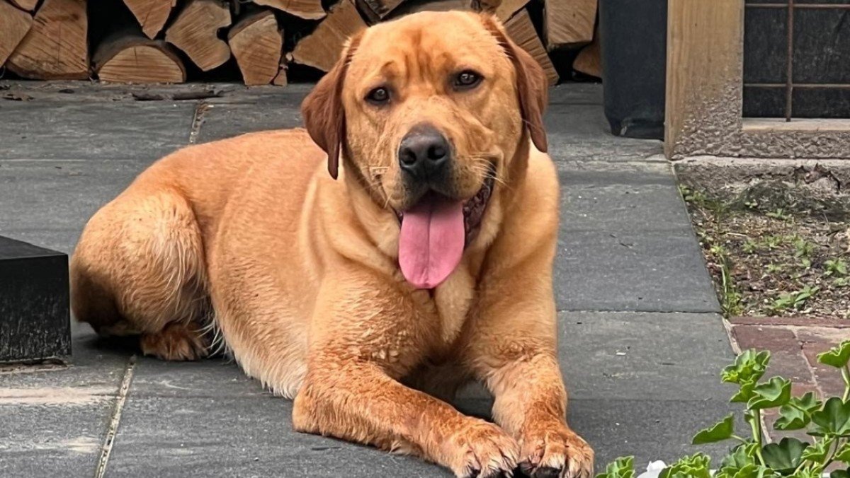 Hugo