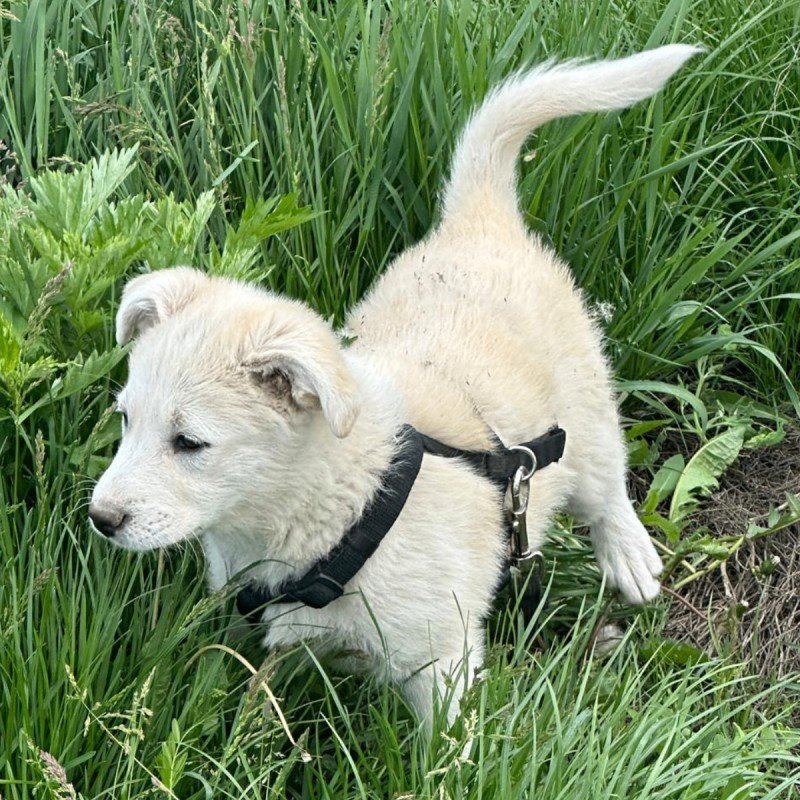 Nilla