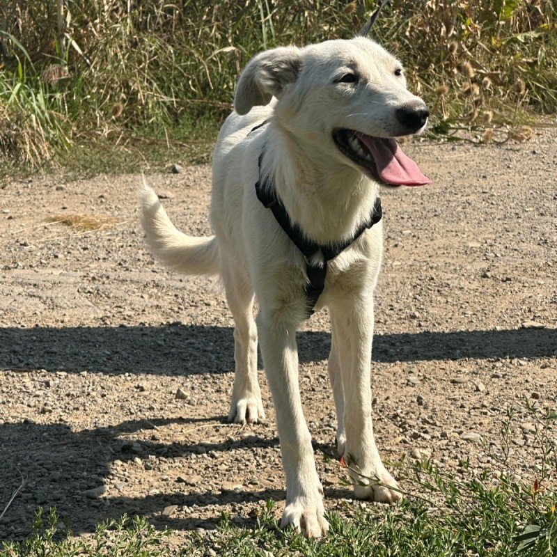 Nilla