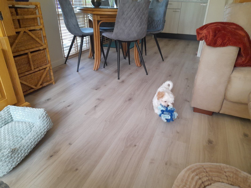 Saartje