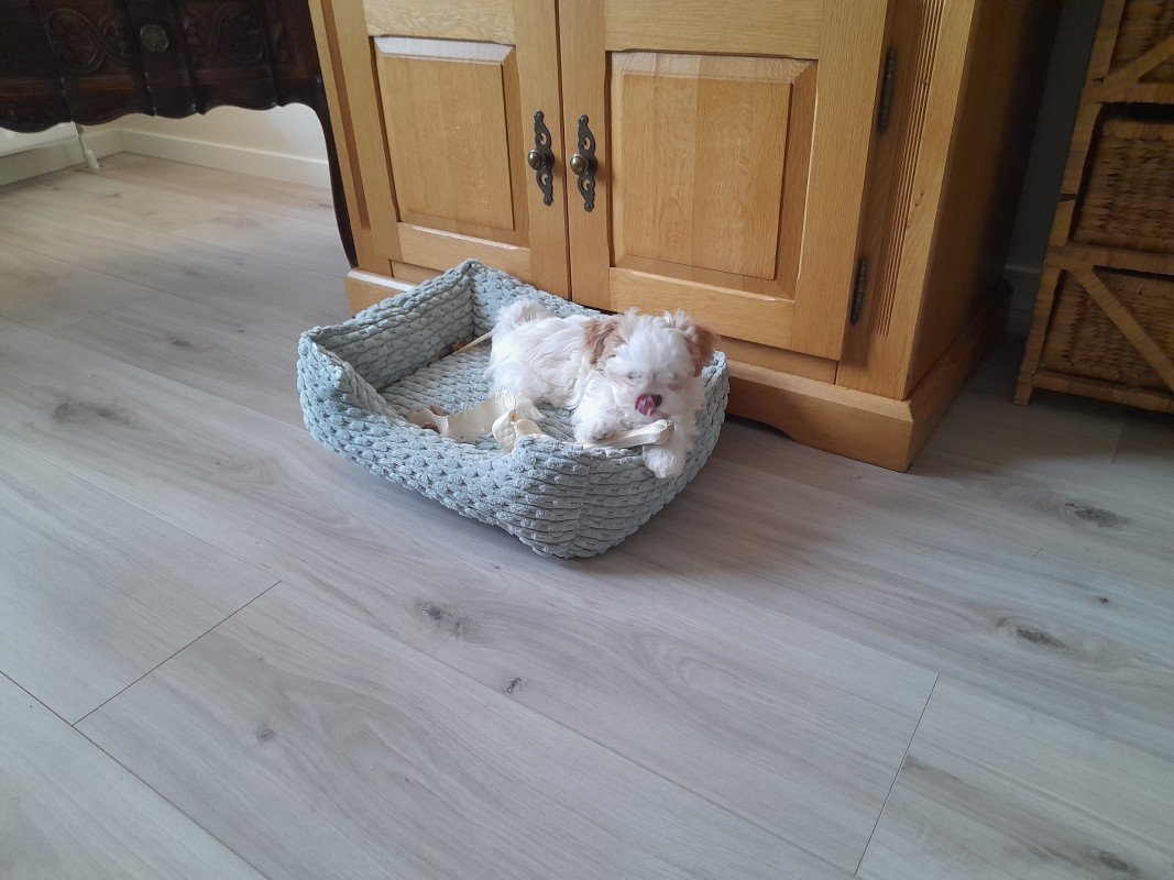 Saartje