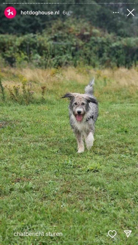 Stella