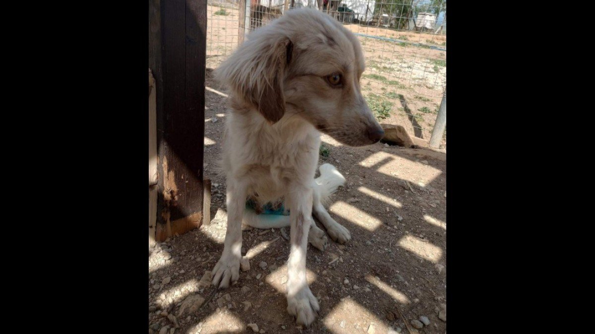 Nala