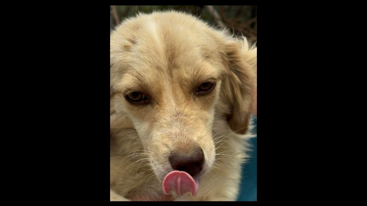 Nala