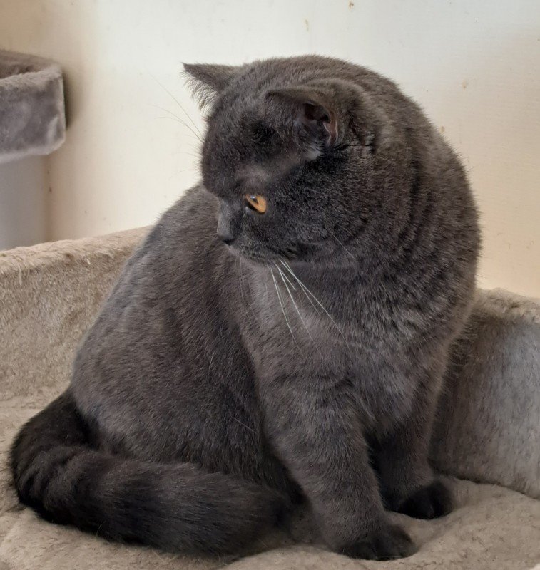 Maya