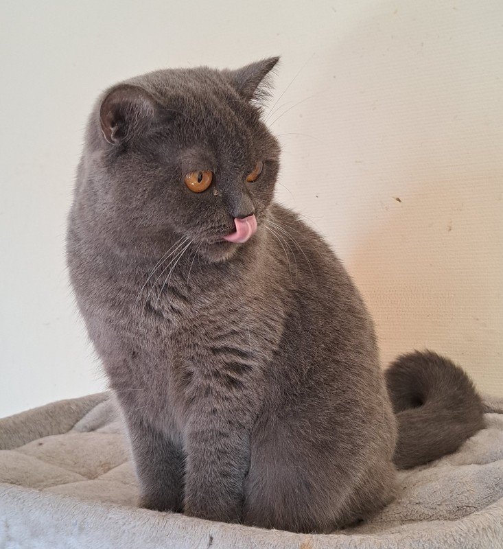 Maya