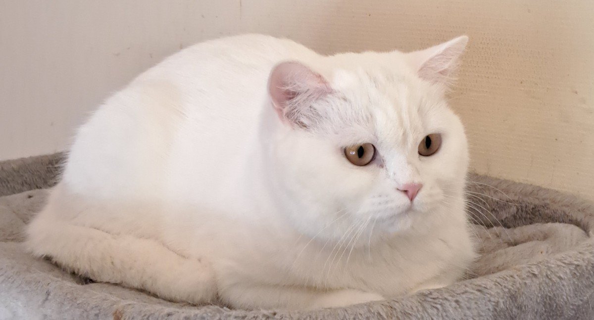 Perla