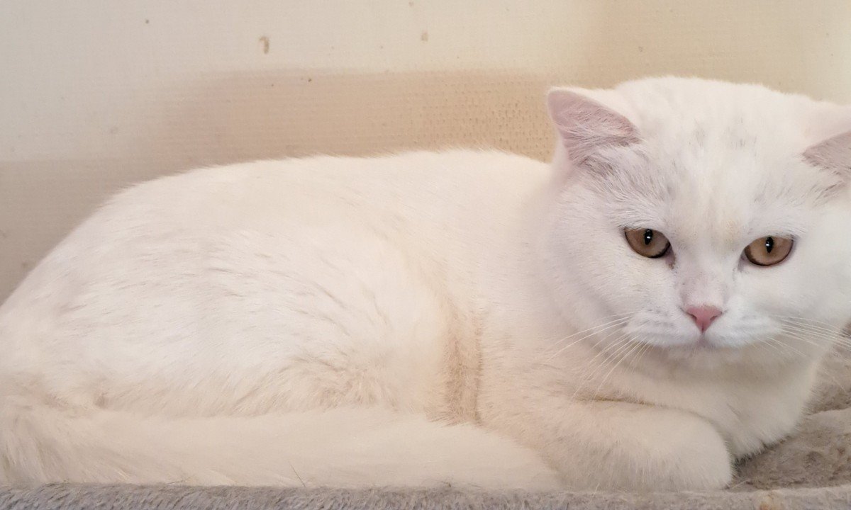 Perla