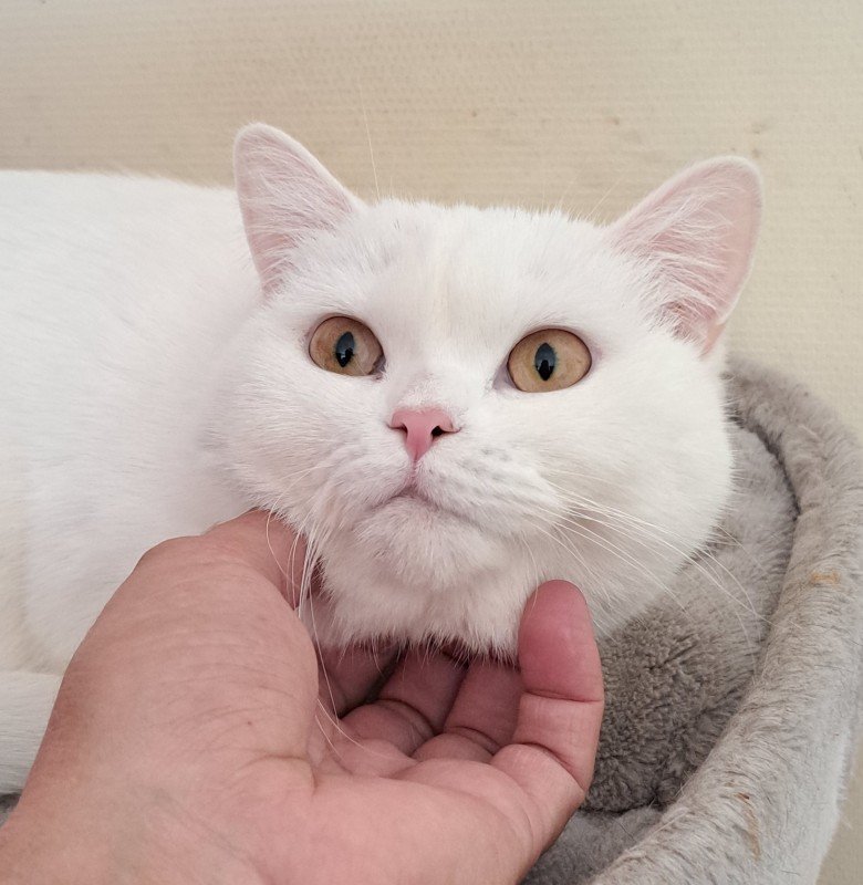 Perla