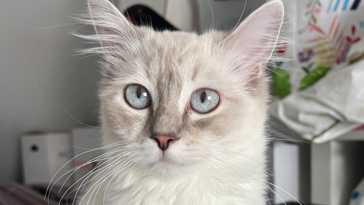 Chloe
