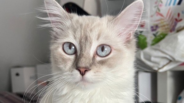Chloe