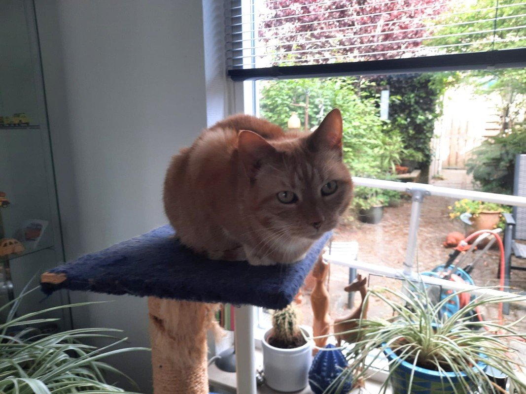 Desie
