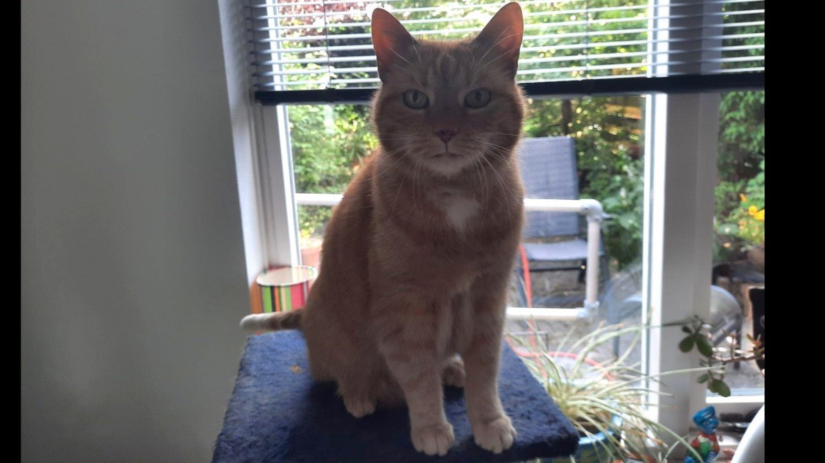 Desie