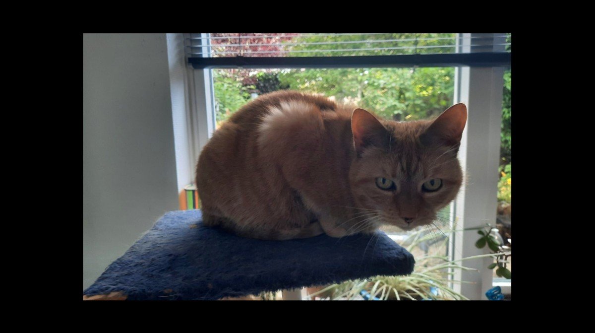 Desie