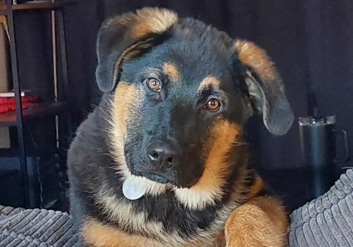 Kovu
