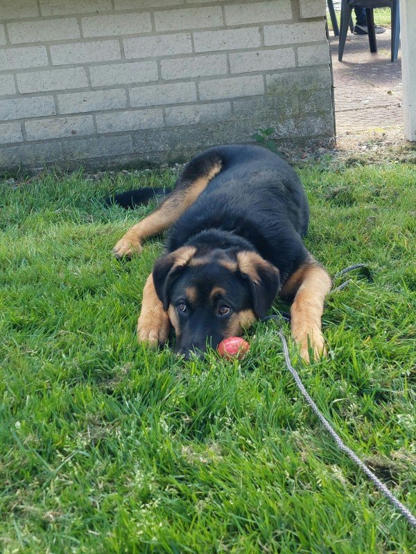 Kovu