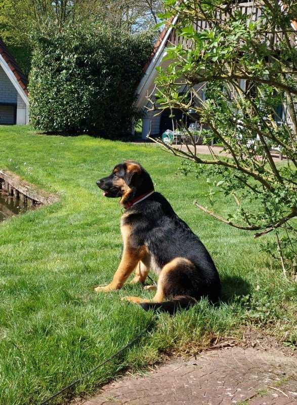 Kovu
