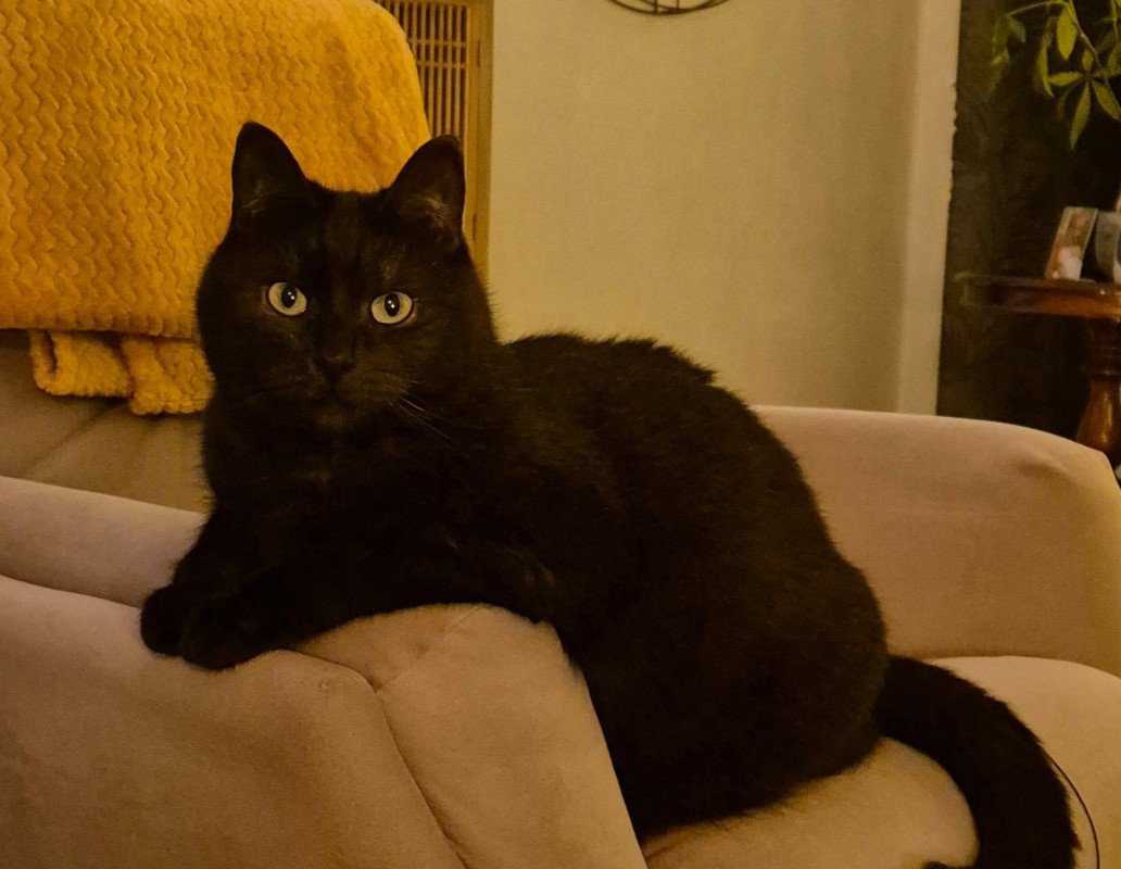 Lev