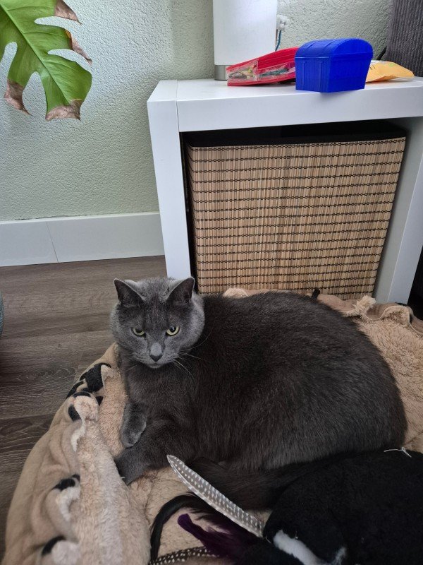 Igor