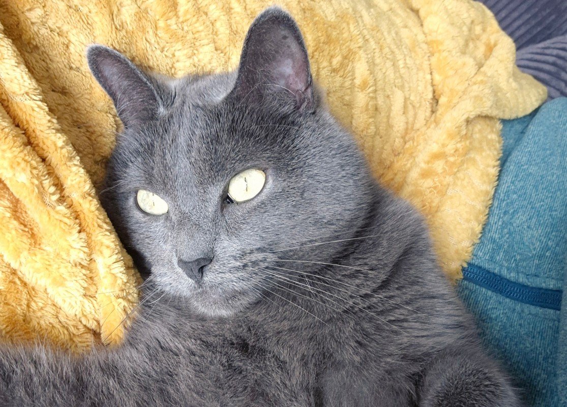 Igor