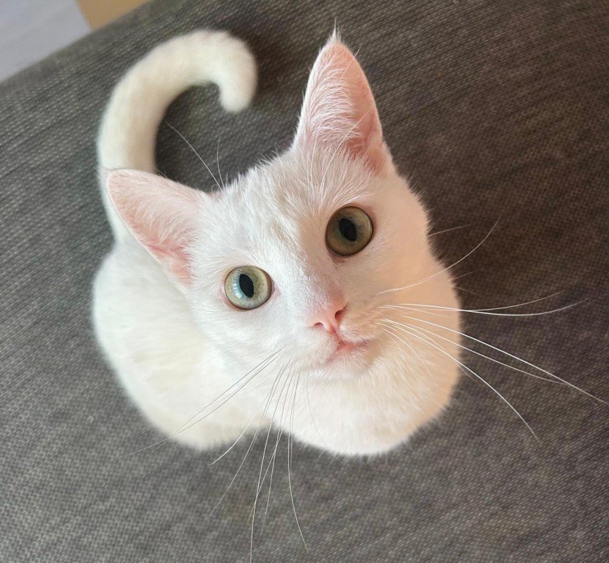 Lou