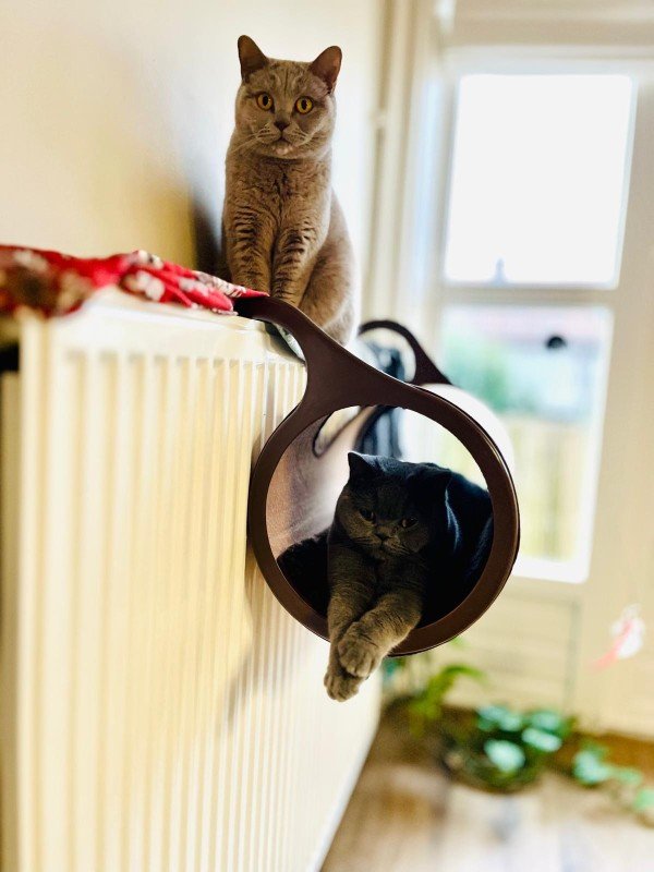 Yumos + Mia