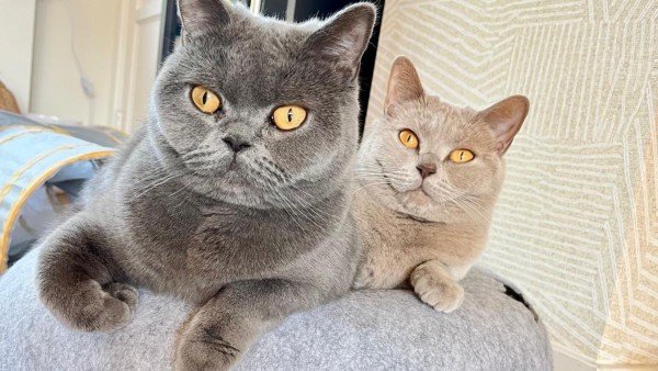 Yumos + Mia