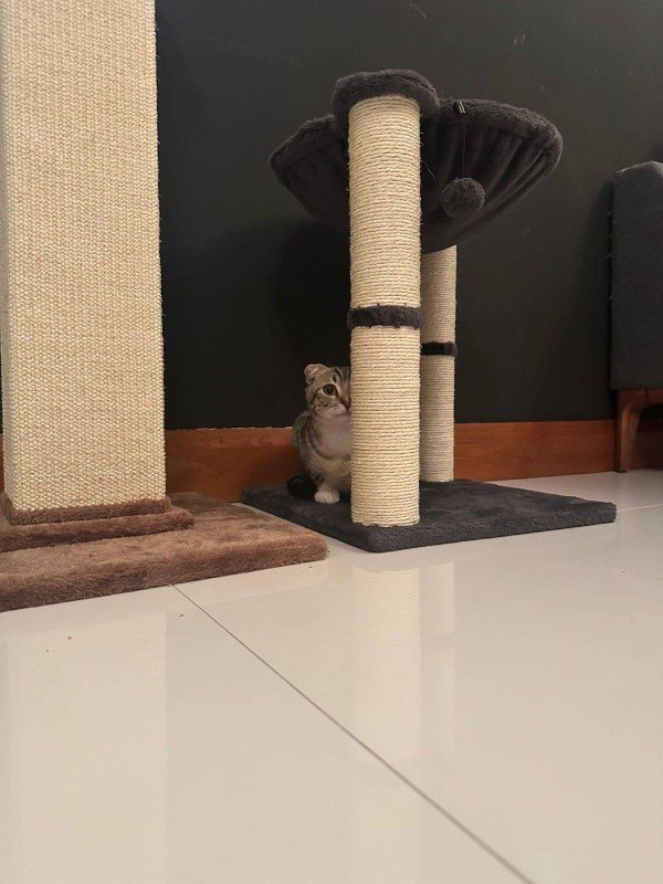 Lilo