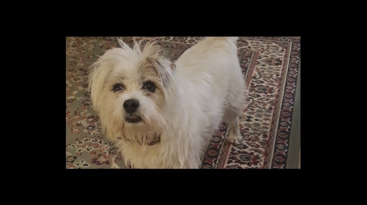 Ollie