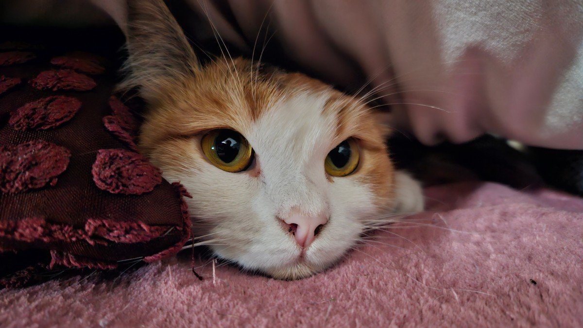 Mimsie