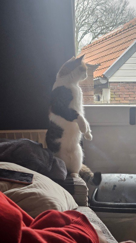 Mimsie