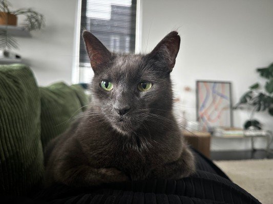 Miso