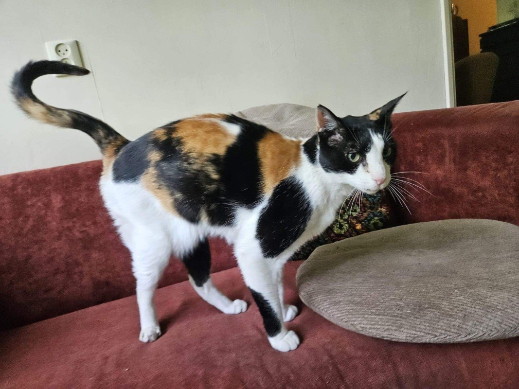 Dora