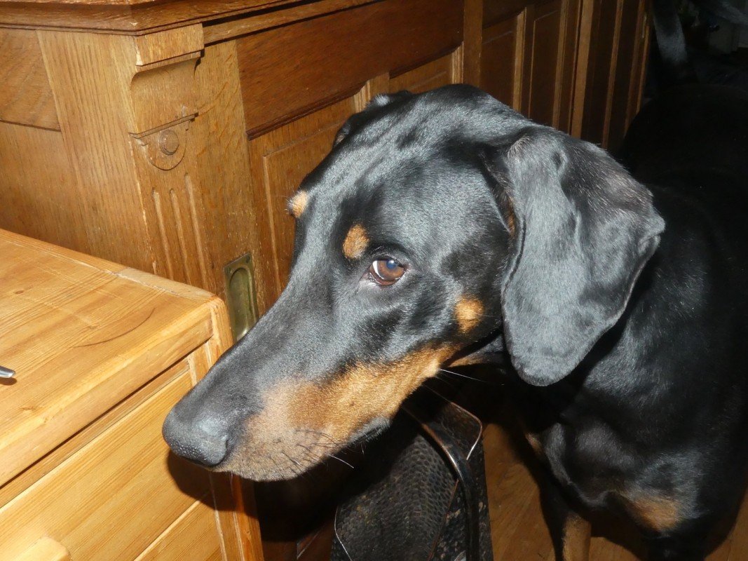 Cesar