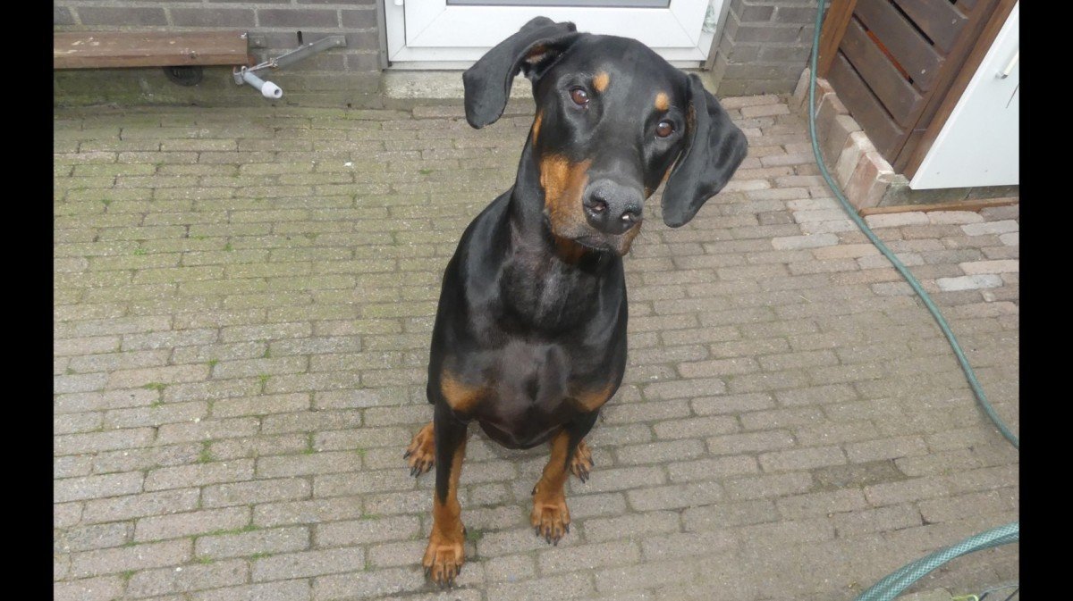 Cesar
