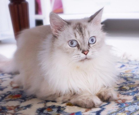 Frieda