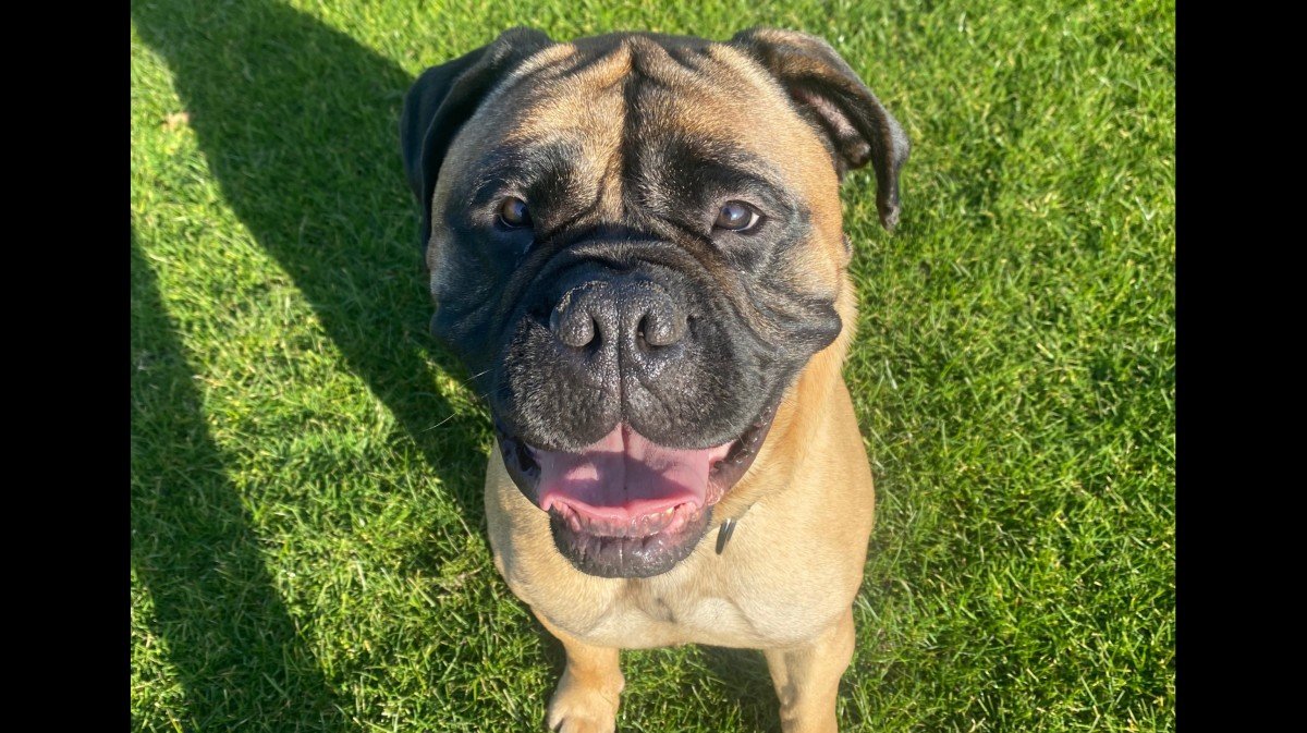 Bailey
