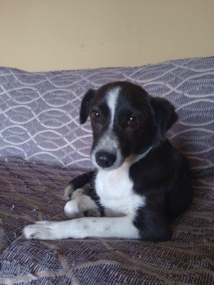 Nera