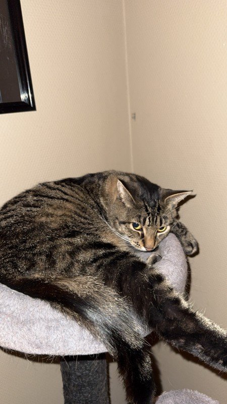 Muis
