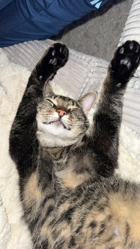 Muis
