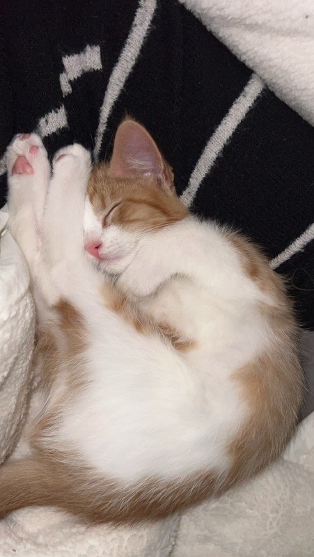 Marley