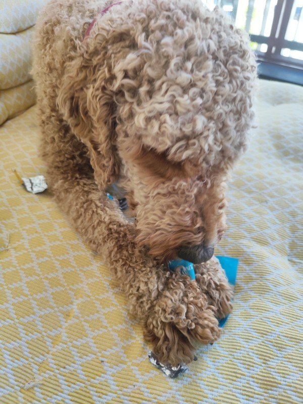 Cooper