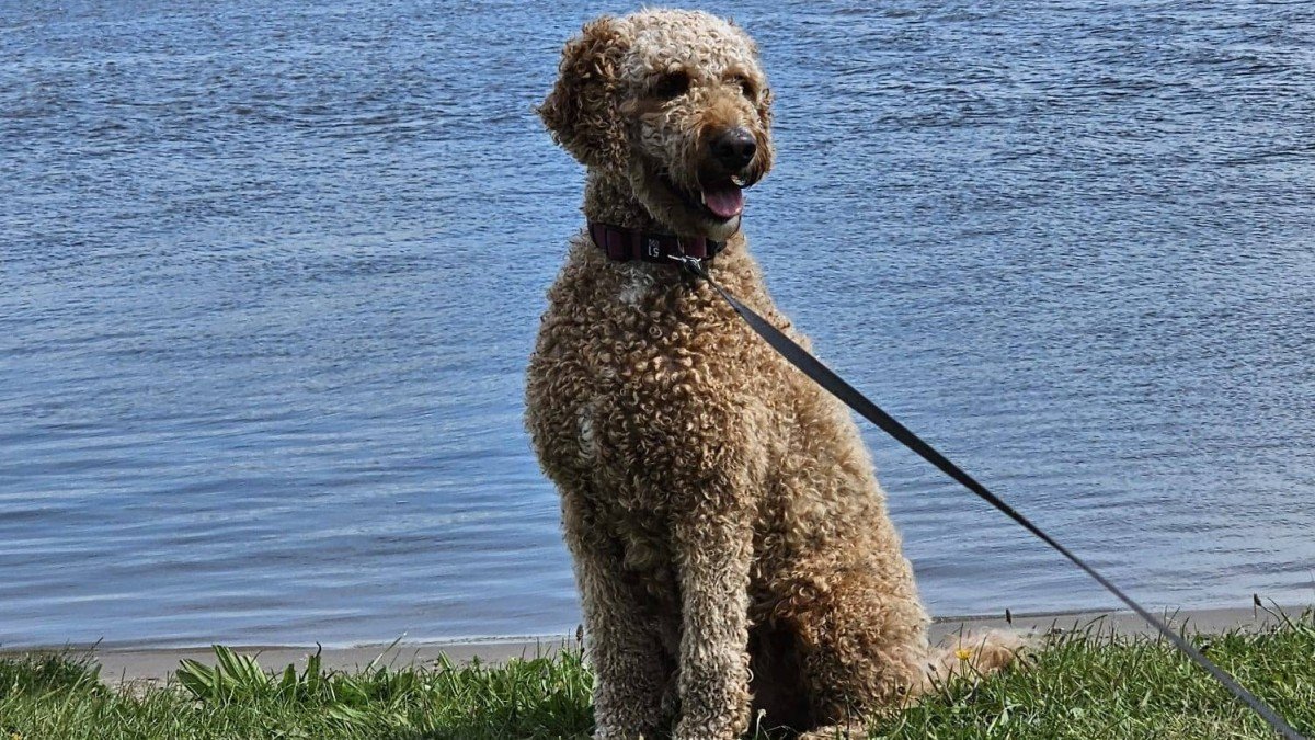 Cooper